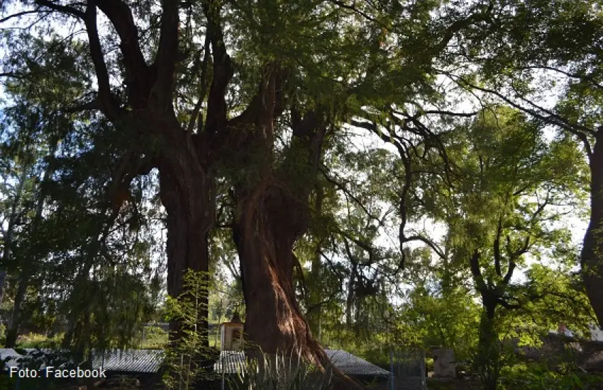 ▷Parque Ecológico Los Sabinos, Huichapan, Hidalgo