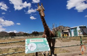 Tuzoofari en Hidalgo: Una Aventura Salvaje que Debes Vivir